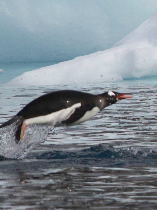 Who said penguins can't fly?!