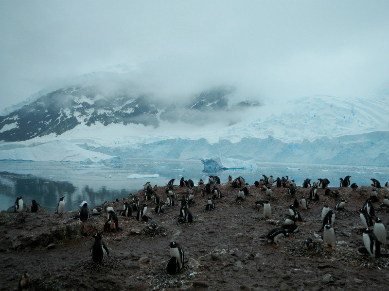 Neko Harbour Penguins