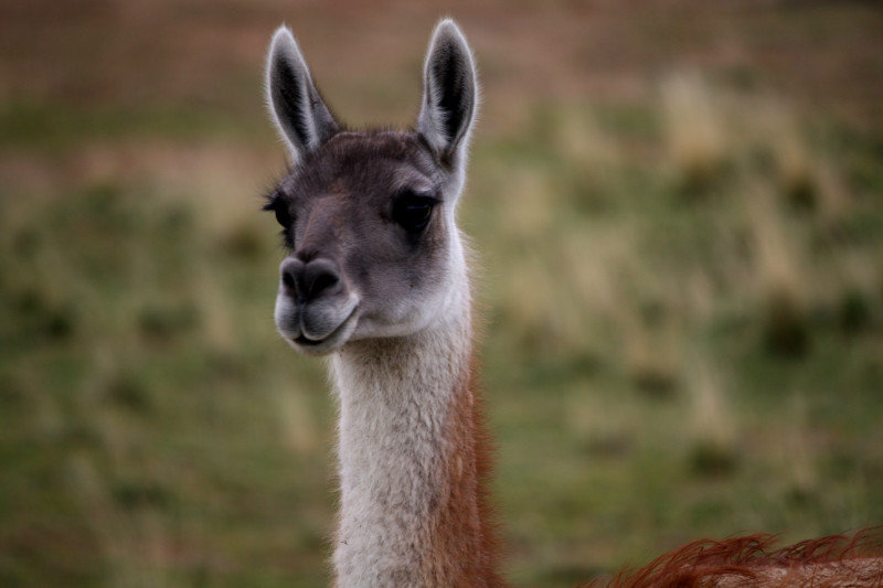 Getting up close to the guanacos