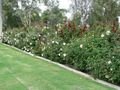 Barcaldine rose garden