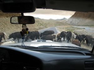 Yaks in the Road