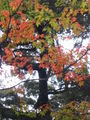 Beautiful maple trees