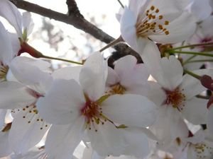 beautiful cherry blossom 