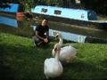 Will with the swans.