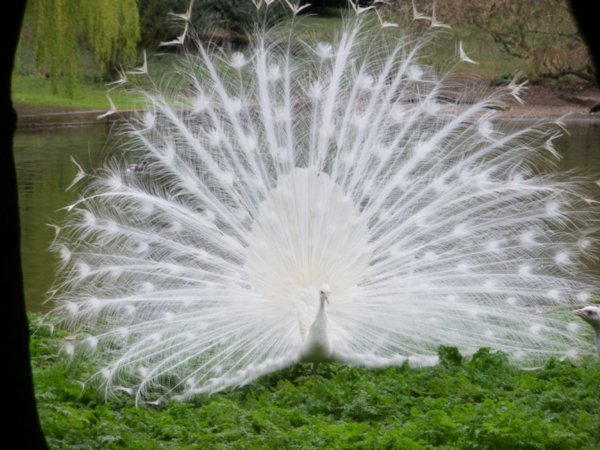 A white peacock at Leeds Castle
