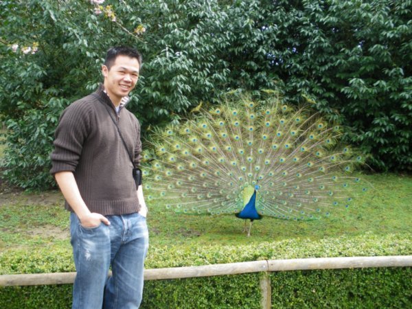 Handsome Will & Handsome Peacock
