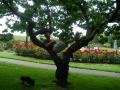 Huy in tree at Nottingham Castle