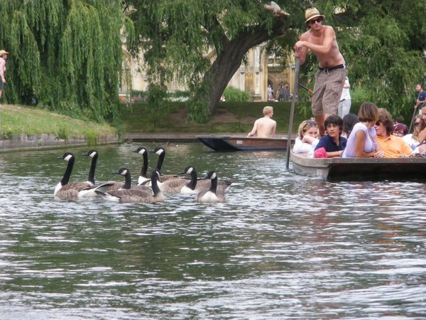 geese on River Cam