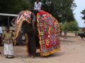 Ceremonial elephant