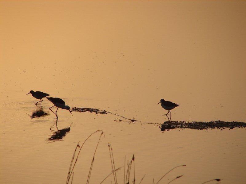 Khijadiya Bird Sanctuary