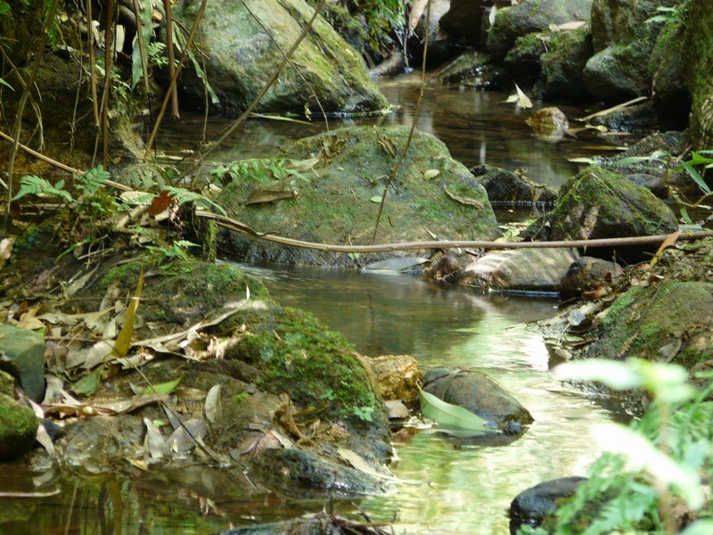 Tangamalai Nature Reserve 
