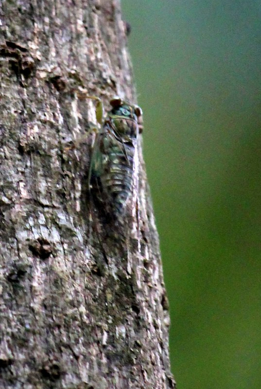 Tangkoko National Park