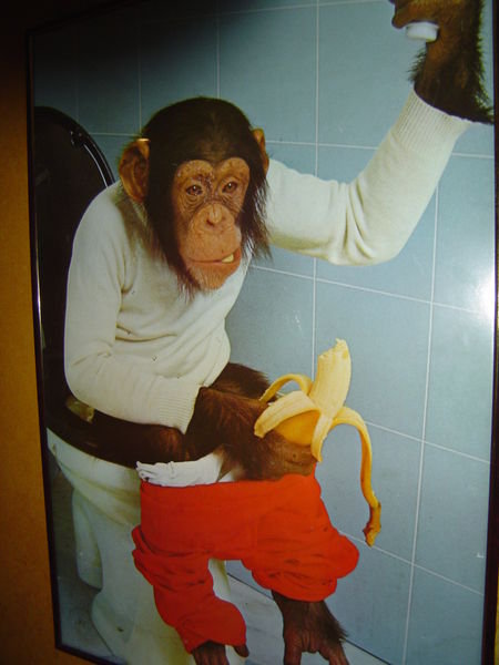 Monkey on Toilet
