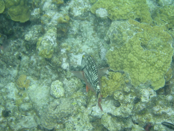 Power Snorkeling - Reef Fish