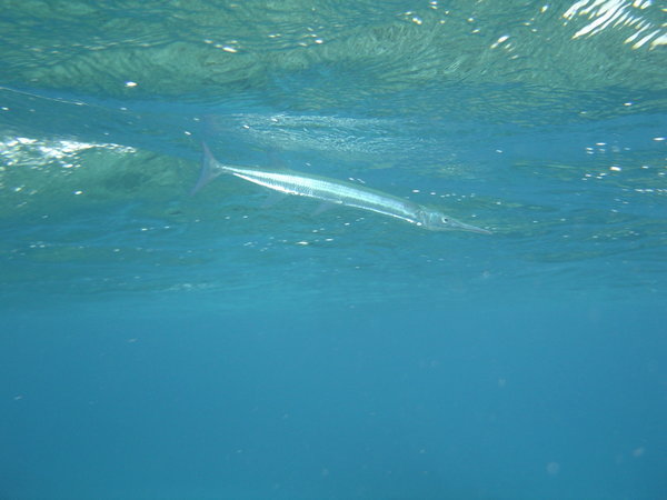 Curious Barracuda