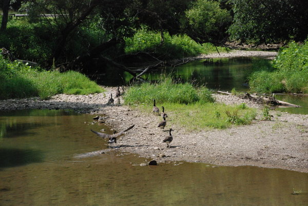Canadian Geese at Ryerson Station State Park