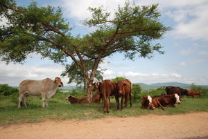 Swazi Roadside Cows