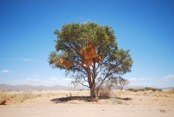 Acacia with Nests