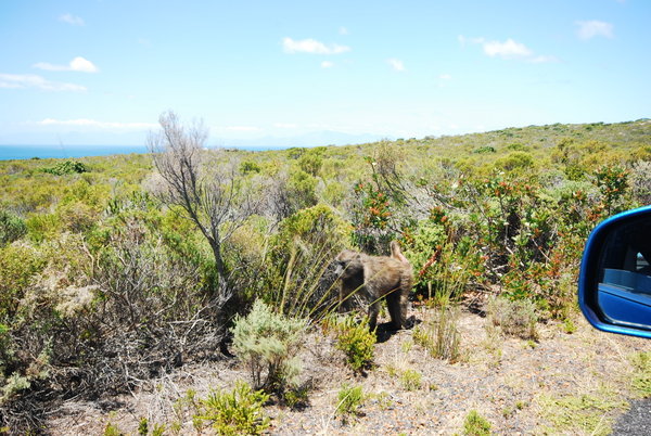 Baboons at the Cape