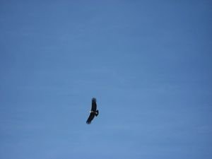 Condor in the Sky