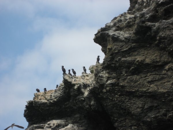 Black Cormorants