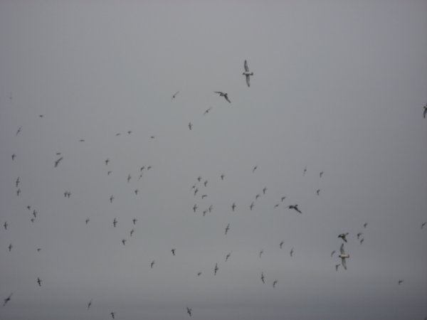 Flock of Petrels