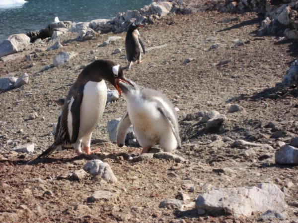 Penguin Feeding its Chick