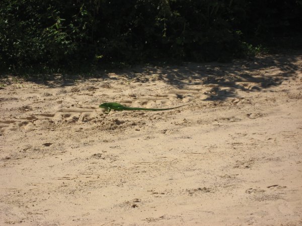 Small Iguana