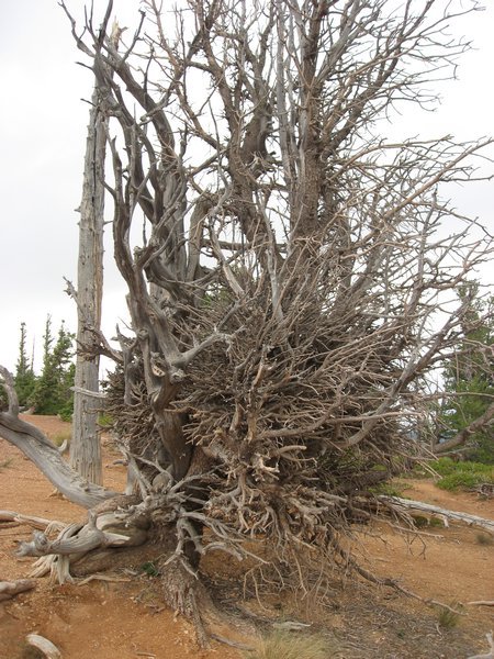 Trees in Bryce after Lightning