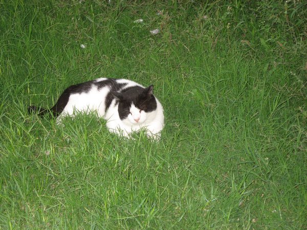 Saloniki Fat Cat