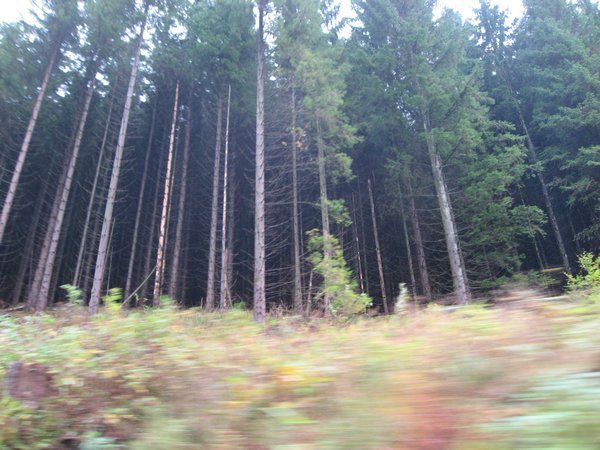 More Black Forest