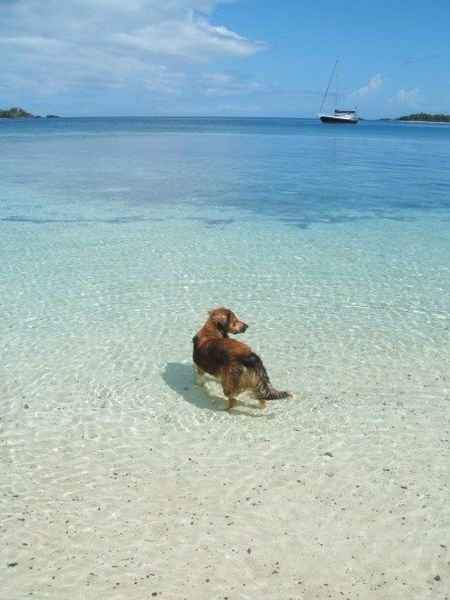 one of the many homeless dogs in fiji at the beAch
