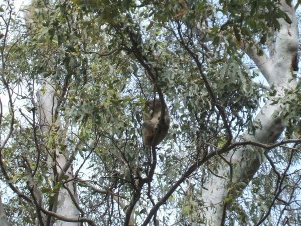 wild koala 