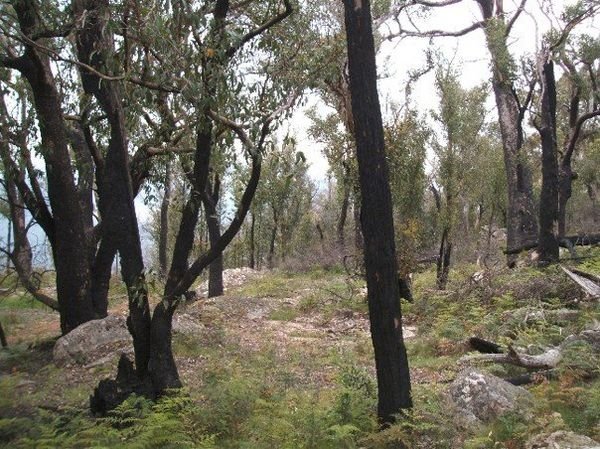 Grampians - remnants of a severe bush fire
