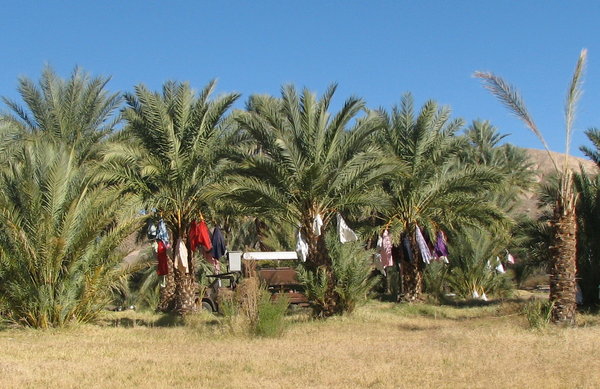 China Ranch date palms