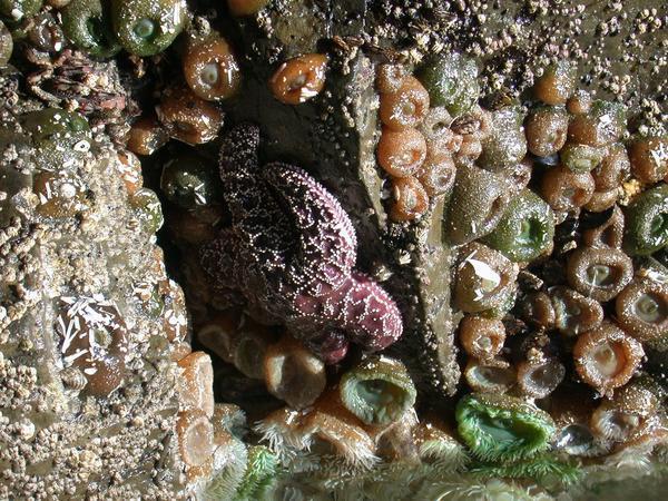 Starfish & Anemones - Arcadia Beach
