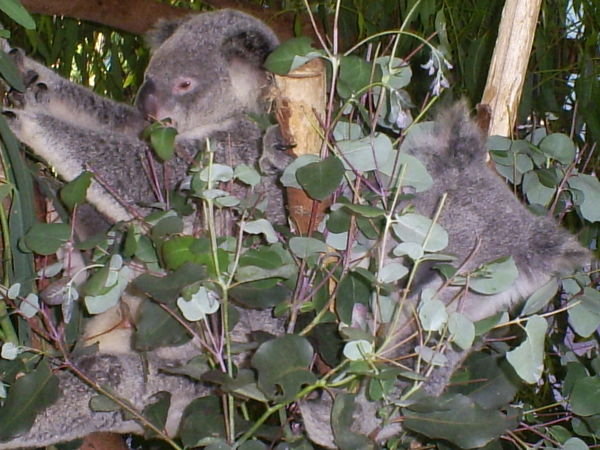 Koalas in tree