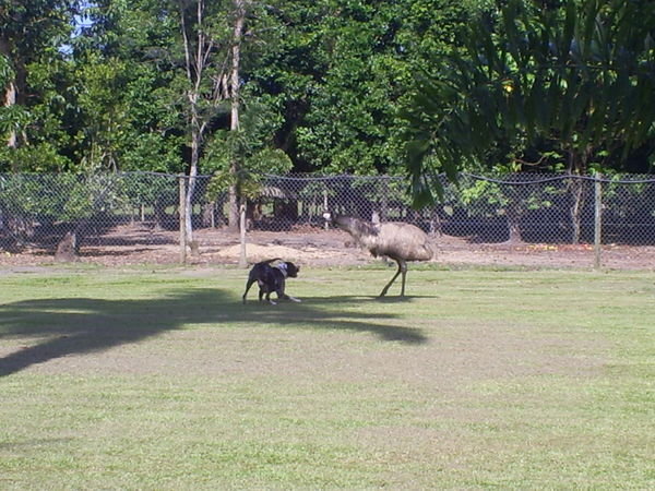 Dog and emu playing chase