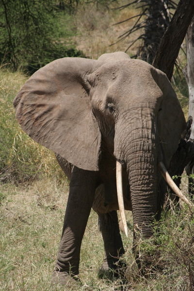 Elefant spiser frokost