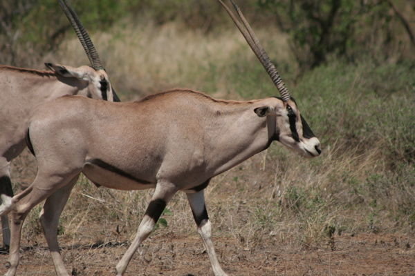 Oryx' i loeb