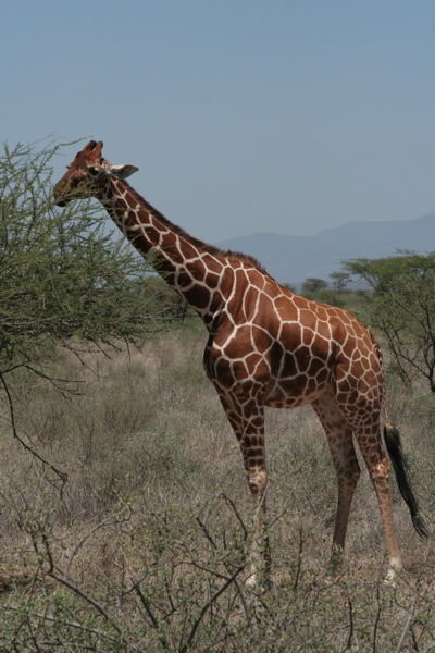 Spisende giraf