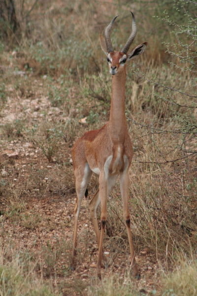 Giraf-gazella
