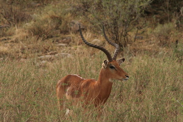 Impala i morgensolen