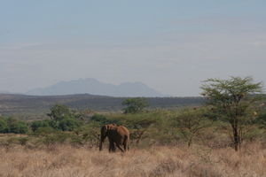 Elefant paa savannen