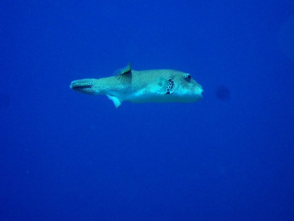 Dive #3 - Shark Point