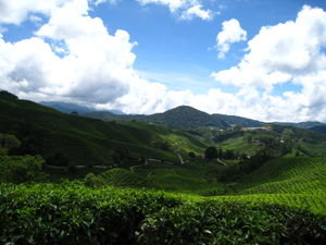 Cameron Highlands - Boh Tea Plantations