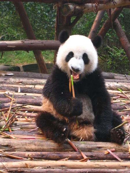 Chengdu - Panda Sanctuary