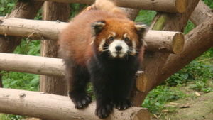 Chengdu - Panda Sanctuary