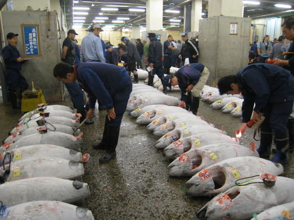 Tokyo - Tsukiji Fish Market