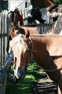 Horse Trek - La Junta